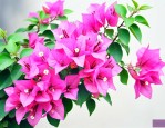 三角梅盛花期如何养护
