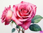 玫瑰花花瓣是什么样的