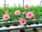 水培芙蓉花的养殖方法