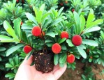 杨梅苗价格多少钱一棵