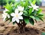 野生栀子花下山桩养法