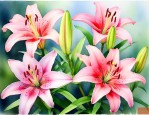 什么季节适合种百合花