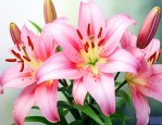 百合花花落后怎样处理