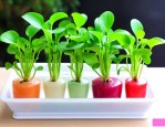 水培植物加什么有营养