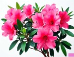 刚买的杜鹃花怎么养活