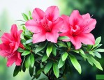 杜鹃花绿色光辉好养吗