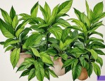 2025年买绿色植物哪家好
