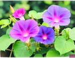 牵牛花象征着什么意义