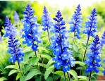 蓝花鼠尾草是宿根花卉吗