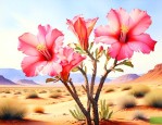 沙漠玫瑰要几年才能开花