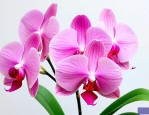 蝴蝶兰花象征什么意义
