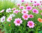 满天星花怎么种植方法