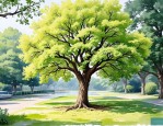 2025年香樟树的花有毒吗