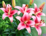 百合种球多久可以开花