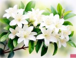 九里香怎样养才能开花
