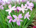 内蒙韭菜花是什么植物