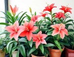 适合长期室内养殖的花卉