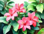 鹅掌柴的花是什么样子