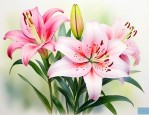 请问百合的作用是什么