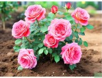 月季花的营养土怎么配