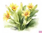款冬花什么样子