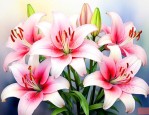 百合花有什么营养价值