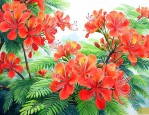 凤凰花花语是什么意思