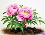 刚买的牡丹花苗怎么养