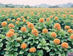 2025年三七花会不会过期