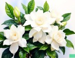 栀子花冬天的养护方法