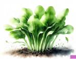 青菜种子一般几天发芽