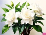 栀子花怎么养家庭养法