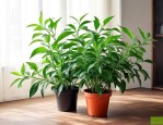 室内驱蚊植物哪种最好