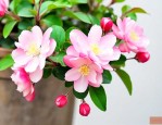 小叶海棠怎么养才开花