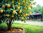 院子里种桂花树的禁忌