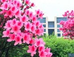 常州正衡中学杜鹃花简介