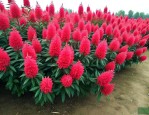 2米红花继木球多少钱