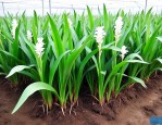 白芨苗价格是多少一株