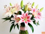 花店的百合花的价格表