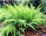北方养蕨类植物怎么养