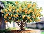 院里种桂花树有啥说法