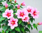 芙蓉花冬天的养殖方法