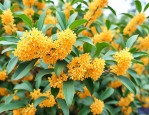 金桂八公分多少钱一颗