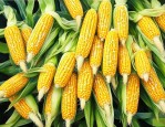 现在玉米价格多少钱一吨