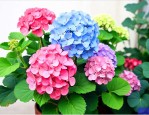 天竺葵和绣球花哪个好养