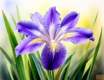 巴西鸢尾的花语是什么