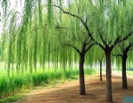 10公分柳树价格多少