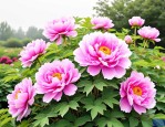 2025年牡丹花的种植技术