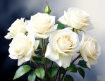 5支白玫瑰花语是什么
