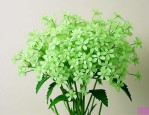 绿色满天星花语是什么